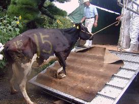 Kanagawa to destroy 37 cows on farm in latest BSE case